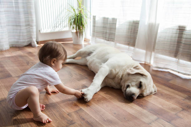 Kid playing with dog | Dary Carpet & Floors